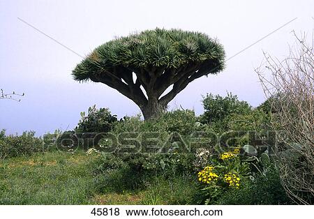 Dragontree in field, Canary Islands, Spain View Large Photo Image Stock Photo - Dragontree in field, Canary Islands, Spain . Fotosearch