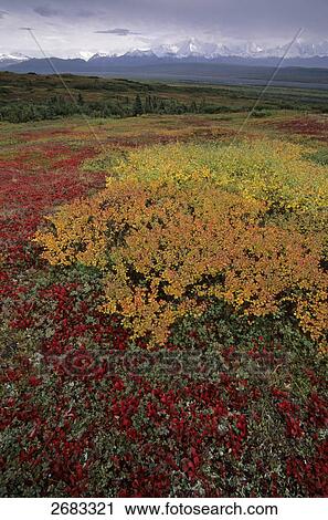 Dwarf Birch (Betula nana) and Alpine Bearberry (Arctostaphylos alpinus) in field, Denali National Park, Alaska, USA View Large Photo Image Stock Image - Dwarf Birch (Betula nana) and Alpine Bearberry (Arctostaphylos alpinus) in field, Denali National Park, Alaska, USA . Fotosearch