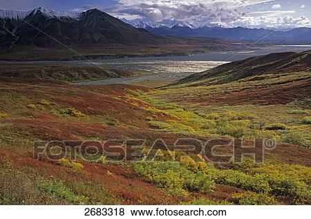 Stock Photo - Dwarf Birch (Betula nana) in field, Mt. Eielson, Denali National Park, Alaska, USA . Fotosearch