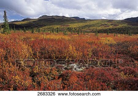 Stock Photograph - Dwarf Birch (Betula nana) in field, Denali National Park, Alaska, USA . Fotosearch
