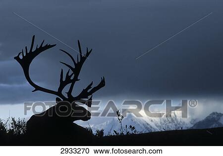Stock Image - elk (Alces alces), Alaska, Denali National Park, USA . Fotosearch