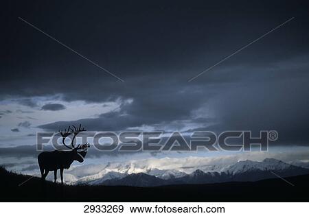 Stock Photo - elk (Alces alces), Alaska, Denali National Park, USA . Fotosearch