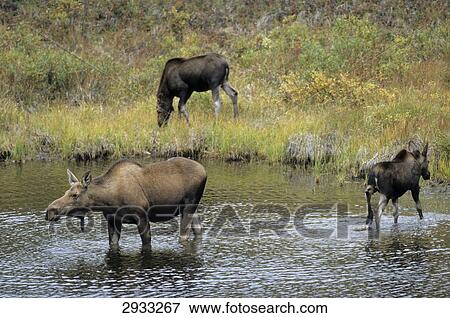 Stock Photo - Elk, Alces alces, Alaska, USA . Fotosearch