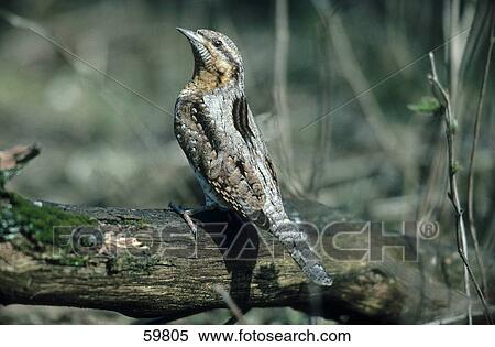Eurasian Wryneck (Jynx torquilla) bird perching on branch View Large Photo Image Stock Photography - Eurasian Wryneck (Jynx torquilla) bird perching on branch . Fotosearch