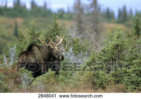 Stock Image - European elk (Alces alces) standing in forest, Chugach State Park, Alaska, USA . Fotosearch