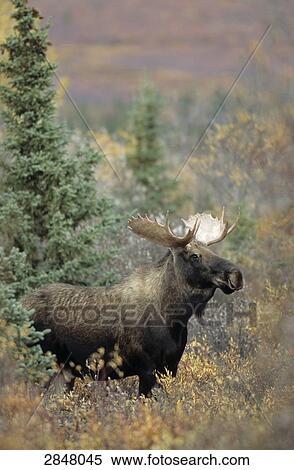 Stock Photography - European elk (Alces alces) standing in forest, Denali National Park, Alaska, USA . Fotosearch