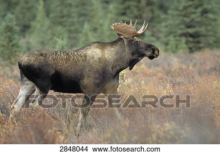 European elk (Alces alces) walking in forest, Denali Nationa Park, Alaska, USA View Large Photo Image Picture - European elk (Alces alces) walking in forest, Denali Nationa Park, Alaska, USA . Fotosearch