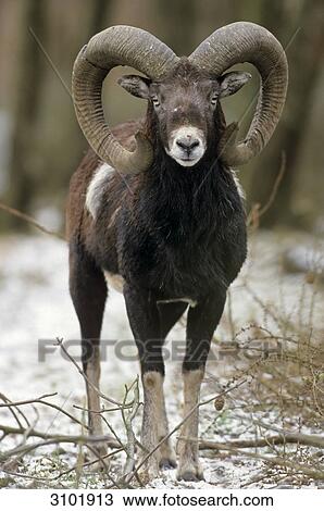 European mouflon (Ovis orientalis musimon), Schleswig-Holstein, Germany, front view View Large Photo Image Stock Image - European mouflon (Ovis orientalis musimon), Schleswig-Holstein, Germany, front view . Fotosearch