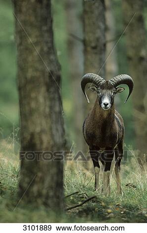 European mouflon (Ovis orientalis musimon), Schleswig-Holstein, Germany, front view View Large Photo Image Stock Photo - European mouflon (Ovis orientalis musimon), Schleswig-Holstein, Germany, front view . Fotosearch