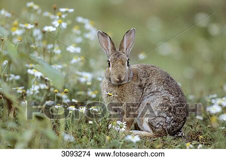 European Rabbit (Oryctolagus cuniculus) sitting in a flower meadow, Schleswig-Holstein, Germany, facing Kamera View Large Photo Image Picture - European Rabbit (Oryctolagus cuniculus) sitting in a flower meadow, Schleswig-Holstein, Germany, facing Kamera . Fotosearch