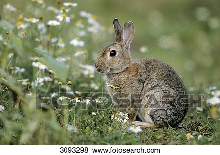 Stock Photo - European Rabbit (Oryctolagus cuniculus) sitting in a flower meadow, Schleswig-Holstein, Germany, side view . Fotosearch