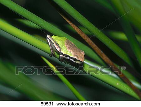 European tree frog (Hyla arborea) on greenstalk, La Gomera, Canary Islands, Spain View Large Photo Image Stock Image - European tree frog (Hyla arborea) on greenstalk, La Gomera, Canary Islands, Spain . Fotosearch