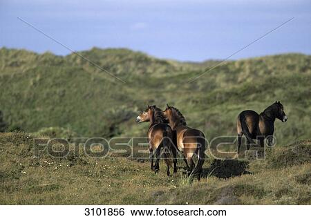 Exmoor Ponies (Equus ferus caballus), Texel, Netherlands, rear view View Large Photo Image Stock Photograph - Exmoor Ponies (Equus ferus caballus), Texel, Netherlands, rear view . Fotosearch