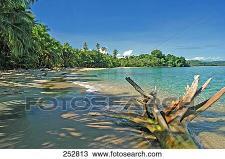 Fallen tree on beach, Costa Rica View Large Photo Image Stock Image - Fallen tree on beach, Costa Rica . Fotosearch