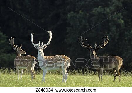 Fallow deer (Dama dama) standing in field, Schleswig-Holstein, Germany View Large Photo Image Picture - Fallow deer (Dama dama) standing in field, Schleswig-Holstein, Germany . Fotosearch