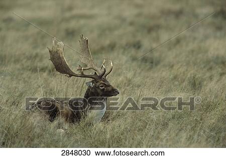 Fallow deer (Dama dama) standing in forest, Sjaelland, Denmark View Large Photo Image Stock Image - Fallow deer (Dama dama) standing in forest, Sjaelland, Denmark . Fotosearch