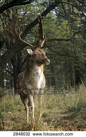 Fallow deer (Dama dama) standing in forest, Ivenacker Eichen, Mecklenburg-Western Pomerania, Germany View Large Photo Image Stock Image - Fallow deer (Dama dama) standing in forest, Ivenacker Eichen, Mecklenburg-Western Pomerania, Germany . Fotosearch