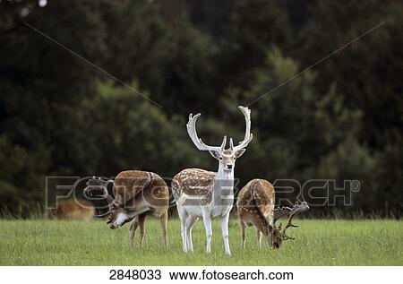 Fallow deer (Dama dama) standing in field, Schleswig-Holstein, Germany View Large Photo Image Stock Image - Fallow deer (Dama dama) standing in field, Schleswig-Holstein, Germany . Fotosearch