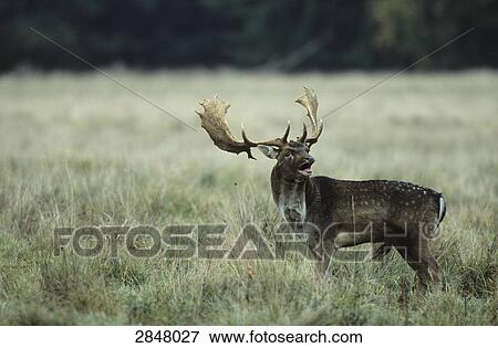 Fallow deer (Dama dama) standing in forest, Sjaelland, Denmark View Large Photo Image Stock Photo - Fallow deer (Dama dama) standing in forest, Sjaelland, Denmark . Fotosearch