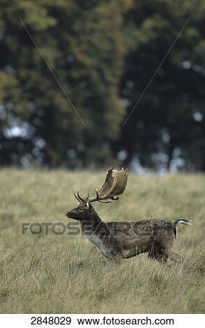 Fallow deer (Dama dama) standing in forest, Sjaelland, Denmark View Large Photo Image Stock Photo - Fallow deer (Dama dama) standing in forest, Sjaelland, Denmark . Fotosearch