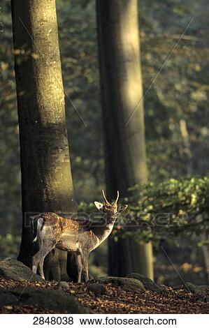 Stock Photo - Fallow deer (Dama dama) standing in forest, Schleswig-Holstein, Germany . Fotosearch