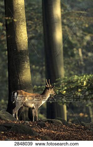 Fallow deer (Dama dama) standing in forest, Schleswig-Holstein, Germany View Large Photo Image Stock Photo - Fallow deer (Dama dama) standing in forest, Schleswig-Holstein, Germany . Fotosearch