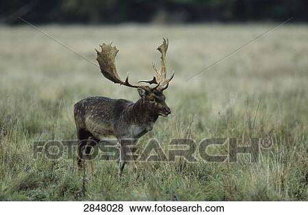 Fallow deer (Dama dama) walking in forest, Sjaelland, Denmark View Large Photo Image Stock Photo - Fallow deer (Dama dama) walking in forest, Sjaelland, Denmark . Fotosearch