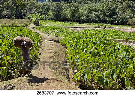 Farmer carrying sack in field, Rurutu Island, French Polynesia View Large Photo Image Stock Photo - Farmer carrying sack in field, Rurutu Island, French Polynesia . Fotosearch