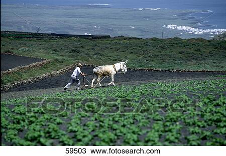 Farmer plowing a field with a donkey, Lanzarote, Canary Islands, Spain View Large Photo Image Stock Image - Farmer plowing a field with a donkey, Lanzarote, Canary Islands, Spain . Fotosearch