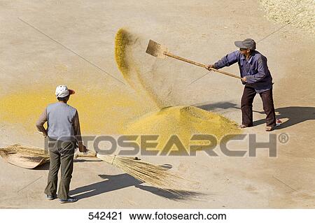 Farmer spraying grains with shovel, France View Large Photo Image Stock Image - Farmer spraying grains with shovel, France . Fotosearch