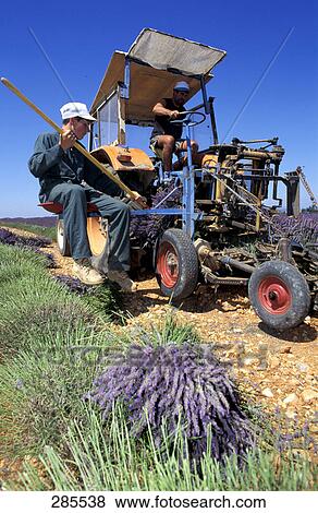 Stock Photo - Farmers on tractor in lavender field, France . Fotosearch