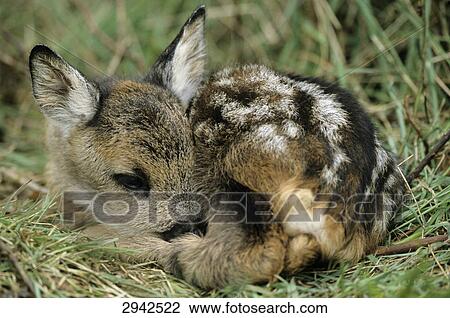 Fawn (Capreolus capreolus) lying in a meadow, Schleswig-Holstein, Germany, close-up View Large Photo Image Stock Image - Fawn (Capreolus capreolus) lying in a meadow, Schleswig-Holstein, Germany, close-up . Fotosearch