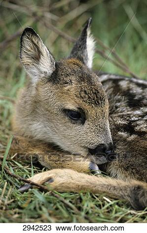 Fawn (Capreolus capreolus) lying in the undergrowth, Schleswig-Holstein, Germany, close-up View Large Photo Image Stock Image - Fawn (Capreolus capreolus) lying in the undergrowth, Schleswig-Holstein, Germany, close-up . Fotosearch