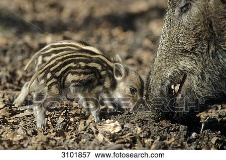 Stock Photo - Female wild boar (Sus scrofa) and piglets eating, Schleswig-Holstein, Germany, close-up . Fotosearch