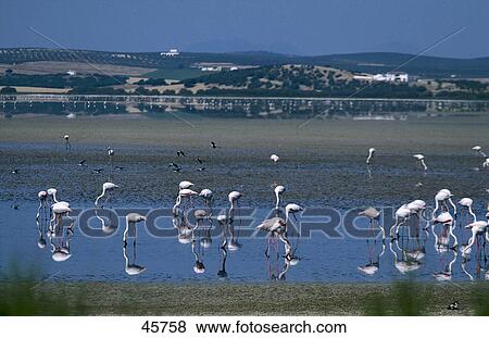 Flock of flamingoes in water, Laguna de la Fuente de Piedras, Andalucia, Spain View Large Photo Image Stock Photo - Flock of flamingoes in water, Laguna de la Fuente de Piedras, Andalucia, Spain . Fotosearch