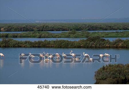 Flock of flamingoes in water, Marisma del Odiel, Costa de la Luz, Andalucia, Spain View Large Photo Image Stock Image - Flock of flamingoes in water, Marisma del Odiel, Costa de la Luz, Andalucia, Spain . Fotosearch