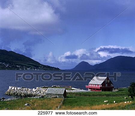 Flock of sheep grazing near hut at lakeside, Norway View Large Photo Image Stock Photo - Flock of sheep grazing near hut at lakeside, Norway . Fotosearch