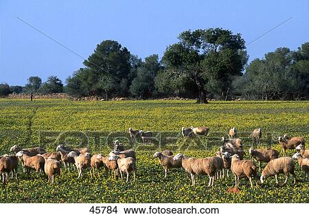 Flock of sheep on meadow, Mallorca, Balearic Islands, Spain View Large Photo Image Picture - Flock of sheep on meadow, Mallorca, Balearic Islands, Spain . Fotosearch