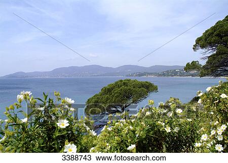 Flowers blooming at Cote d Azur near St. Tropez, France, elevated view View Large Photo Image Stock Image - Flowers blooming at Cote d Azur near St. Tropez, France, elevated view . Fotosearch
