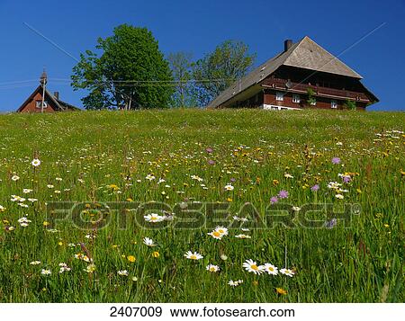 Stock Photo - Flowers blooming in field, Black Forest, Baden-Wuerttemberg, Germany . Fotosearch