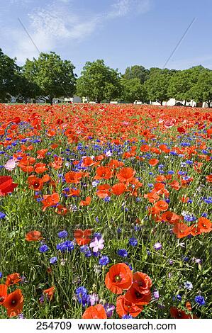 Flowers blooming in field, Indre-Et-Loire, France View Large Photo Image Stock Photo - Flowers blooming in field, Indre-Et-Loire, France . Fotosearch