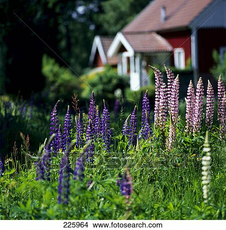 Picture - Flowers blooming in garden, Sweden . Fotosearch