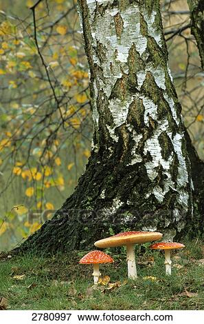 Fly Agaric (Amanita Muscaria) mushrooms growing in field, Schleswig-Holstein, Germany View Large Photo Image Stock Photo - Fly Agaric (Amanita Muscaria) mushrooms growing in field, Schleswig-Holstein, Germany . Fotosearch