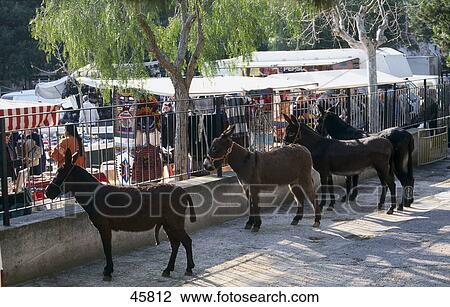 Four donkeys on street near cattle market, Sineu, Mallorca, Balearic Islands, Spain View Large Photo Image Stock Image - Four donkeys on street near cattle market, Sineu, Mallorca, Balearic Islands, Spain . Fotosearch