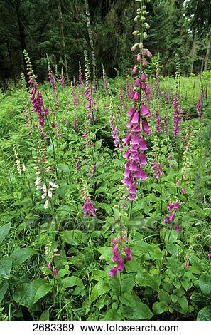 Stock Photo - Foxglove (Digitalis Purpurea) flowers blooming in field, Schleswig-Holstein, Germany . Fotosearch