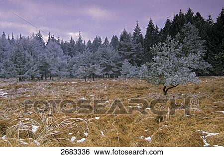 Frozen coniferous trees in forest, Schleswig-Holstein, Germany View Large Photo Image Stock Photograph - Frozen coniferous trees in forest, Schleswig-Holstein, Germany . Fotosearch