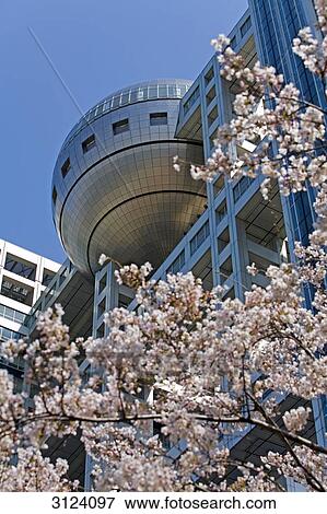 Fuji TV building with cherry blossoms in the foreground, Tokyo, Japan, low angle view View Large Photo Image Stock Photo - Fuji TV building with cherry blossoms in the foreground, Tokyo, Japan, low angle view . Fotosearch