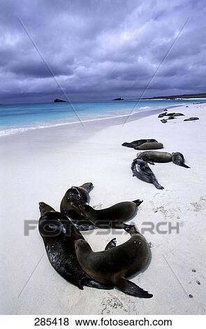Galapagos sea lions (Zalophus californianus wollebaeki) on beach, Gardner Bay, Galapagos Islands, Ecuador View Large Photo Image Stock Photo - Galapagos sea lions (Zalophus californianus wollebaeki) on beach, Gardner Bay, Galapagos Islands, Ecuador . Fotosearch