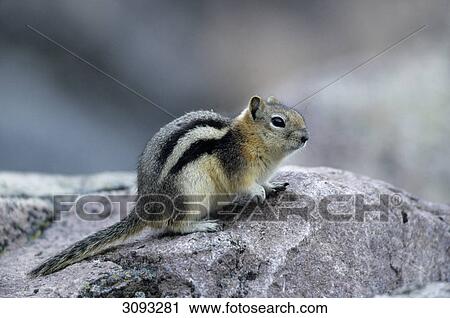 Stock Image - Golden-mantled Ground Squirrel (Spermophilus lateralis) sitting on a stone, Jasper National Park, Alberta, Canada, side view . Fotosearch