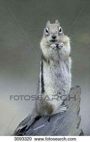 Golden-mantled Ground Squirrel (Spermophilus lateralis), Jasper National Park, Alberta, Canada, facing camera, close-up View Large Photo Image Stock Image - Golden-mantled Ground Squirrel (Spermophilus lateralis), Jasper National Park, Alberta, Canada, facing camera, close-up . Fotosearch